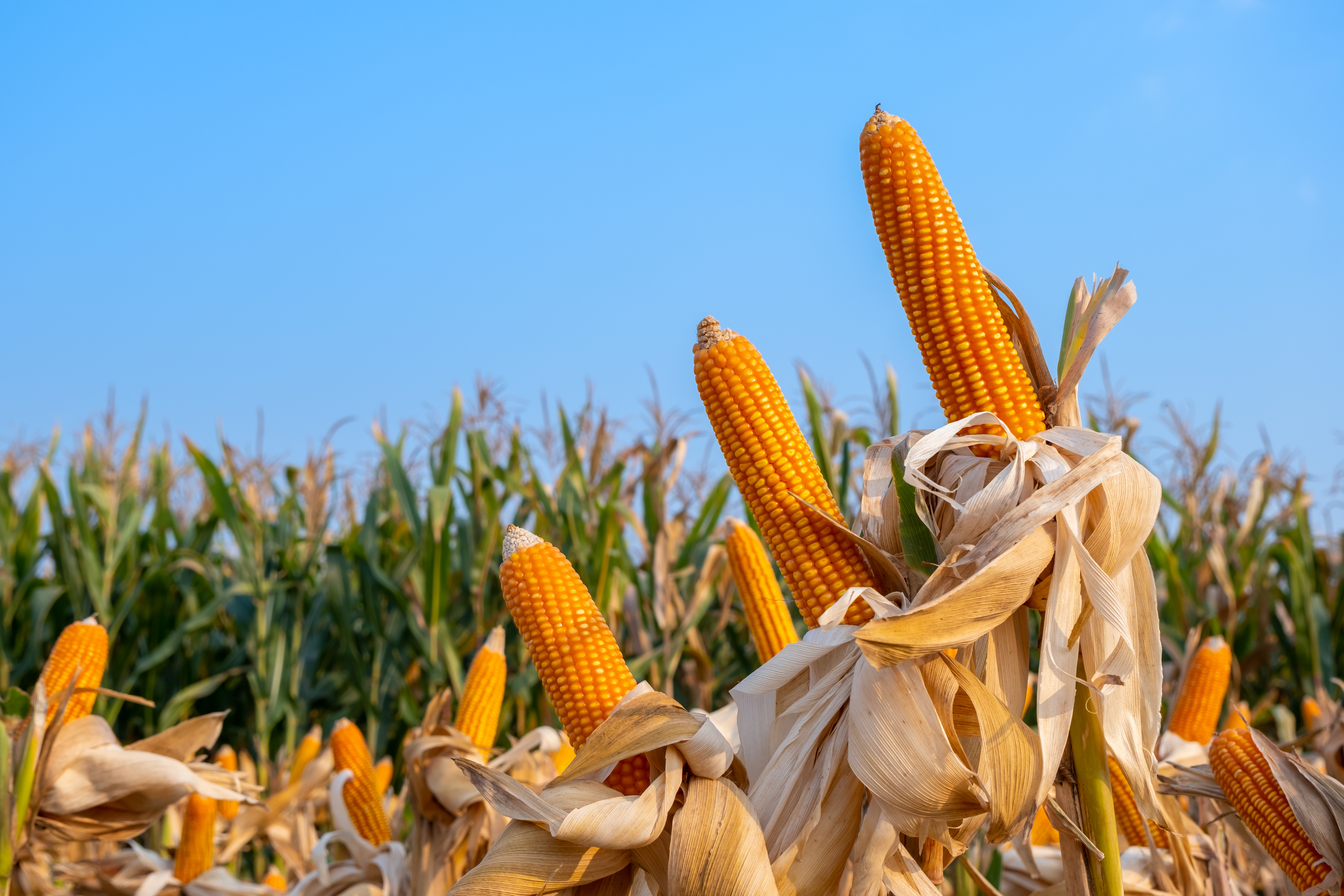 Corn crop